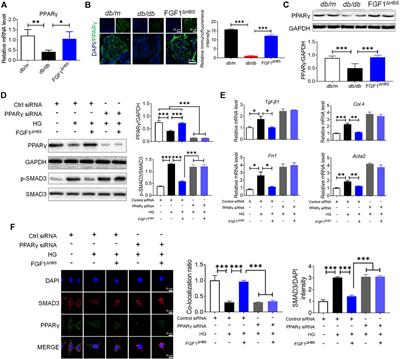 PPARγ Mediates the Anti-Epithelial-Mesenchymal Transition Effects of FGF1ΔHBS in Chronic Kidney Diseases via Inhibition of TGF-β1/SMAD3 Signaling